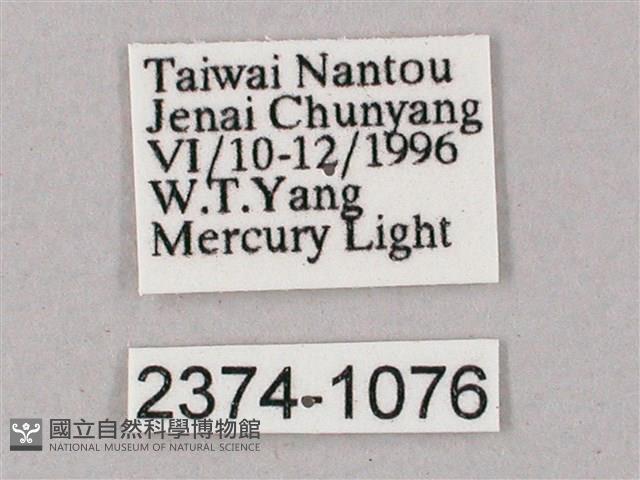 榆綠天蛾藏品圖，第3張