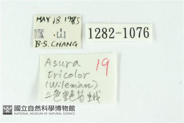 三色豔苔蛾藏品圖，第3張