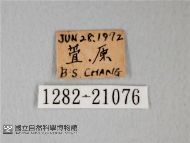 細邊琉灰蝶藏品圖，第3張