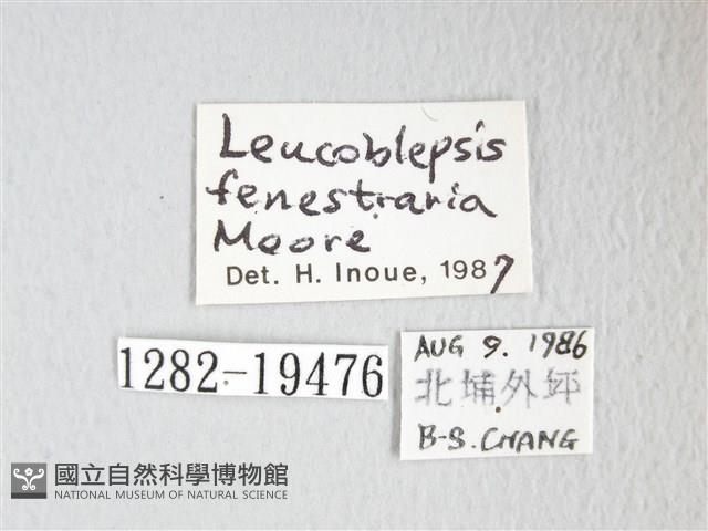 單角窗鉤蛾藏品圖，第3張