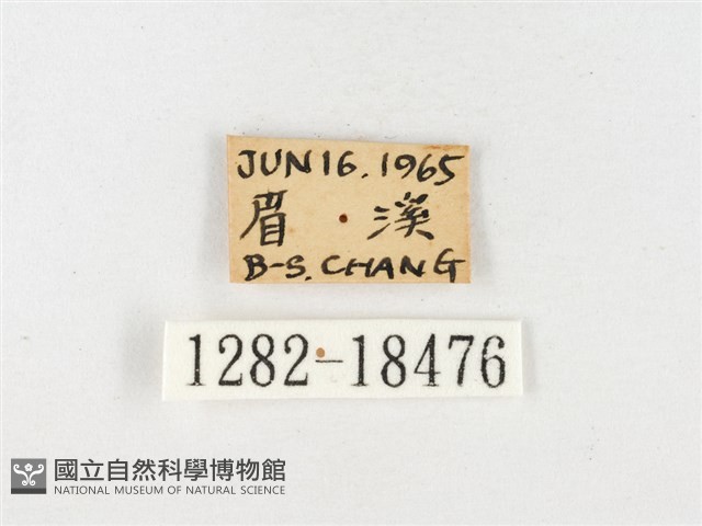 島嶼黃蝶、江崎黃蝶藏品圖，第3張