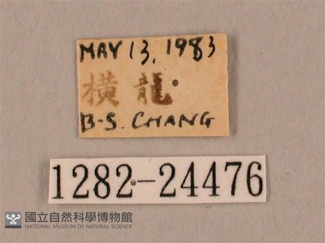 裂斑鷹翅天蛾藏品圖，第3張