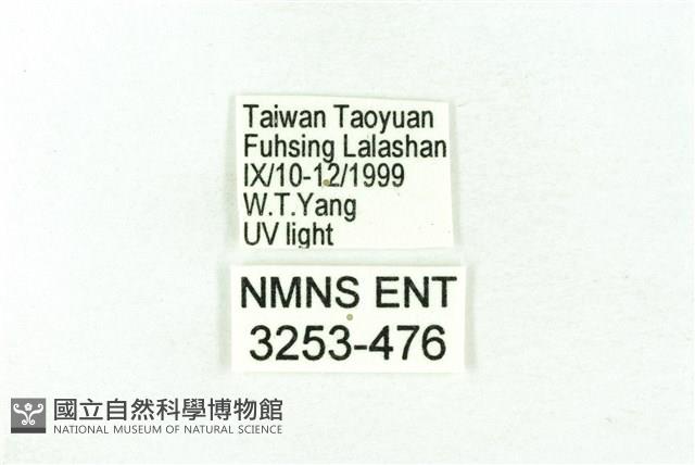 臺雪苔蛾藏品圖，第3張