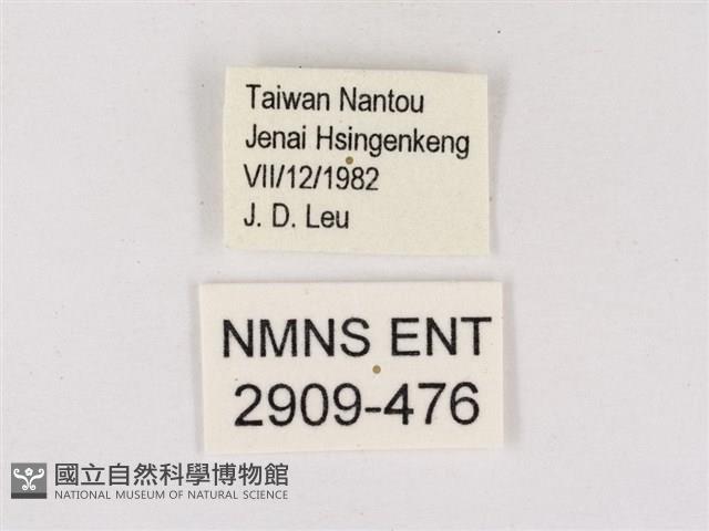 碧翠灰蝶藏品圖，第3張