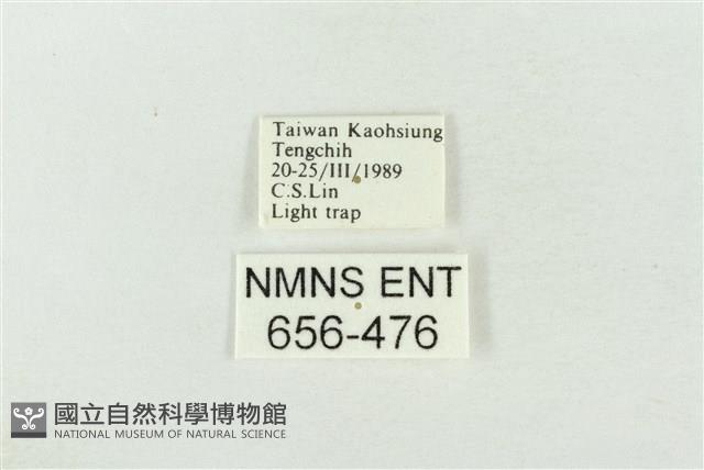 連珠波紋蛾藏品圖，第3張