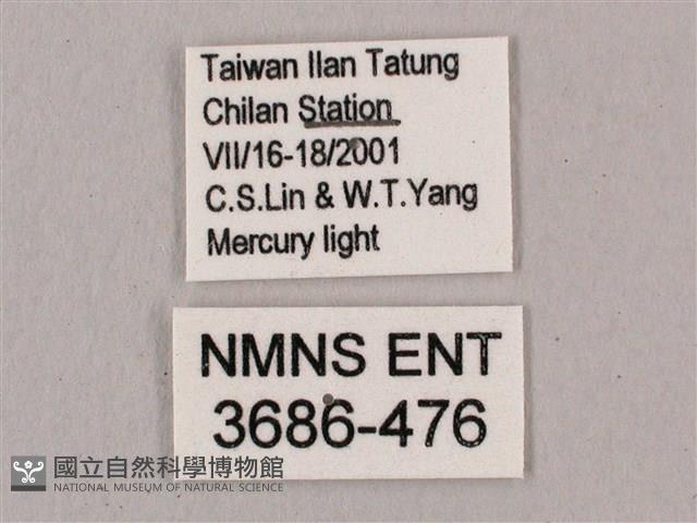 直翅六點天蛾藏品圖，第3張