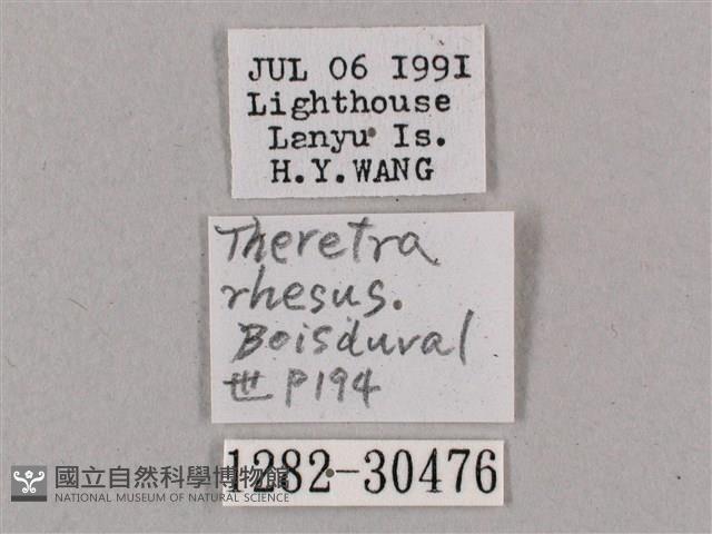 背帶斜紋天蛾藏品圖，第3張