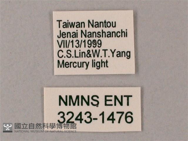 榆綠天蛾藏品圖，第3張