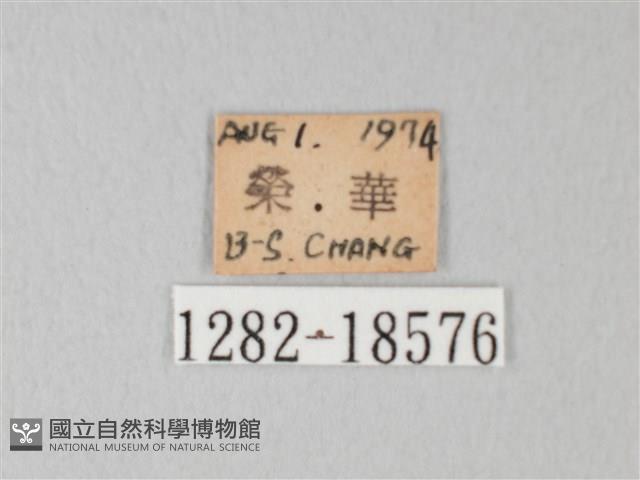 淡青雅波灰蝶藏品圖，第3張