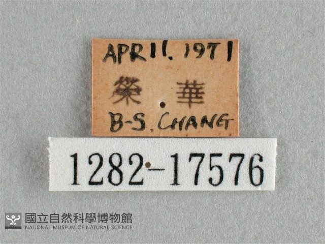 散紋盛蛺蝶藏品圖，第3張