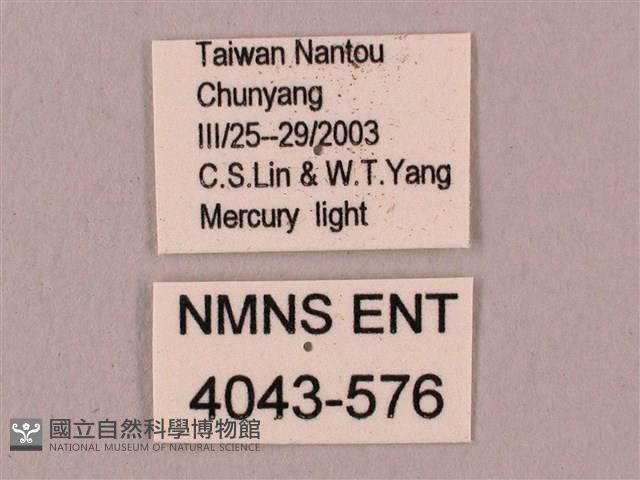 桃紅六點天蛾藏品圖，第3張