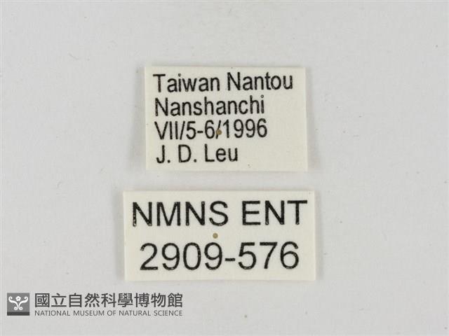 淡褐脈粉蝶藏品圖，第3張