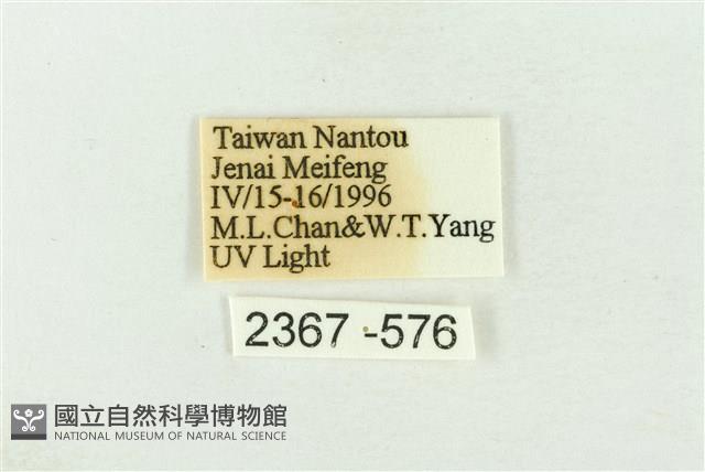 棍棒污燈蛾藏品圖，第3張