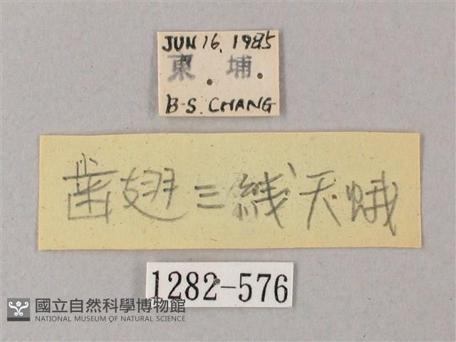 齒翅三線天蛾藏品圖，第3張