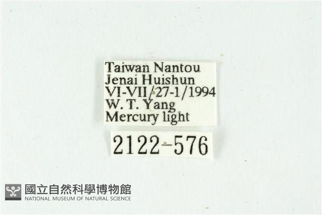 白斑散紋夜蛾藏品圖，第3張