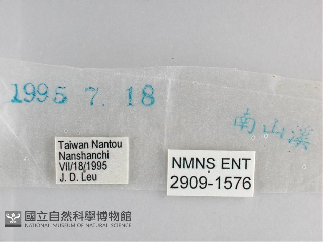 森林暮眼蝶、黑樹蔭蝶藏品圖，第3張