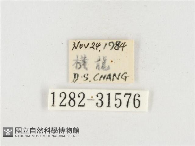 小白紋毒蛾藏品圖，第3張