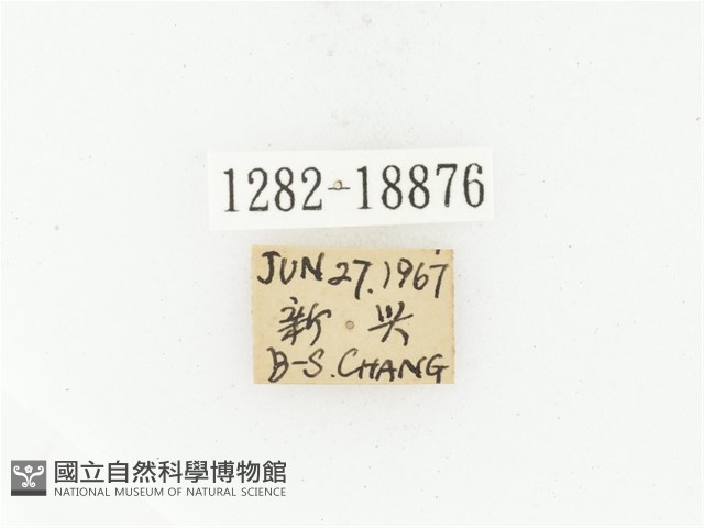 臺灣高山褐騷金龜藏品圖，第2張