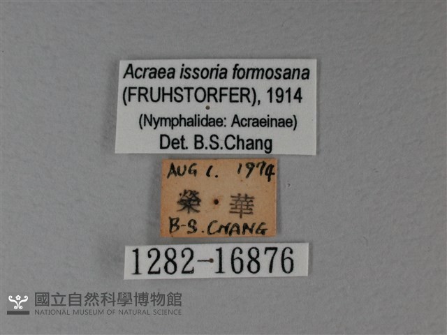 苧麻細蝶藏品圖，第3張