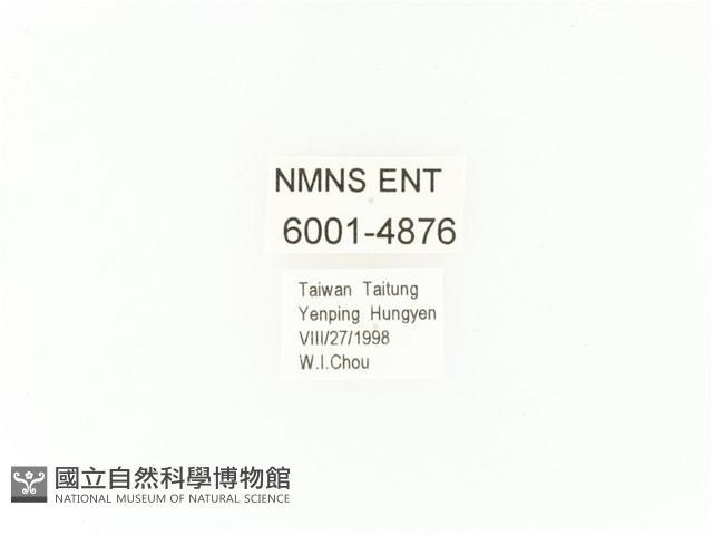 臺灣扇角金龜藏品圖，第2張