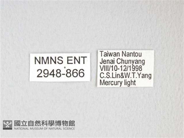 黃豹天蠶蛾藏品圖，第3張