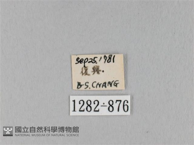 馬尾松枯葉蛾藏品圖，第3張