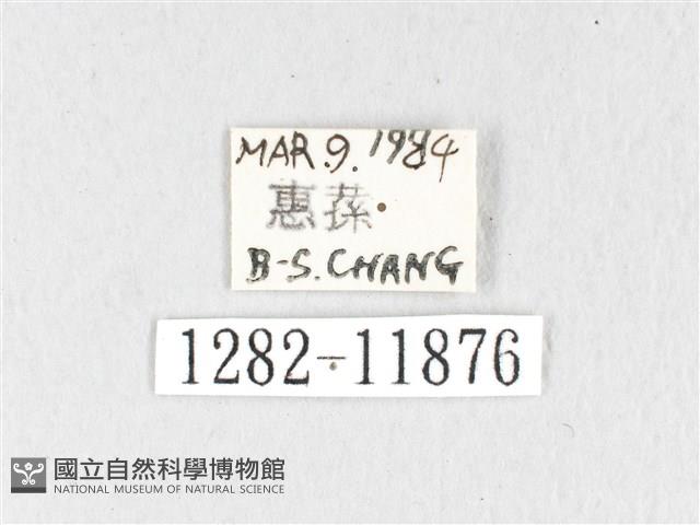 銀肩枯葉蛾藏品圖，第3張