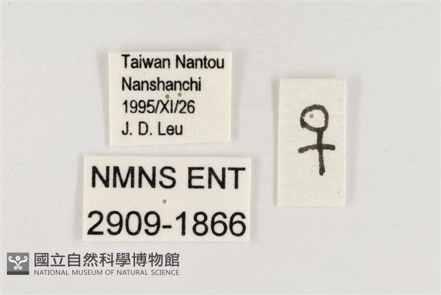 稻眉眼蝶藏品圖，第3張