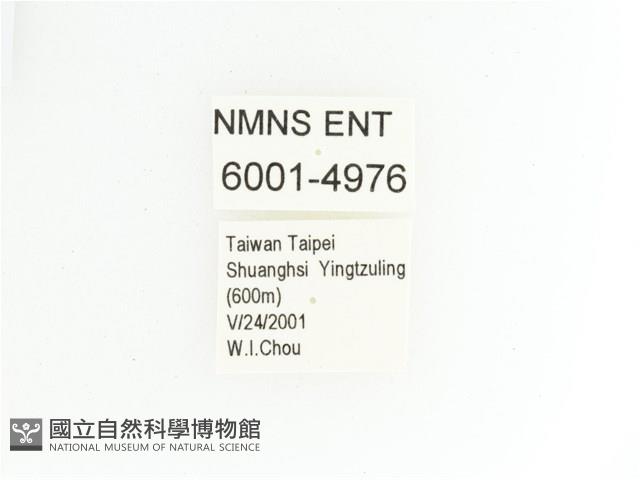 綠艷金龜藏品圖，第2張