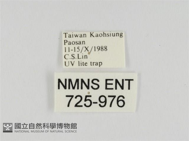 線紋篩蛾藏品圖，第3張