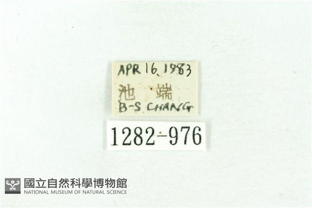 臺雪苔蛾藏品圖，第3張