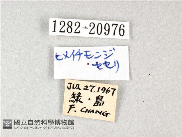 禾弄蝶藏品圖，第3張