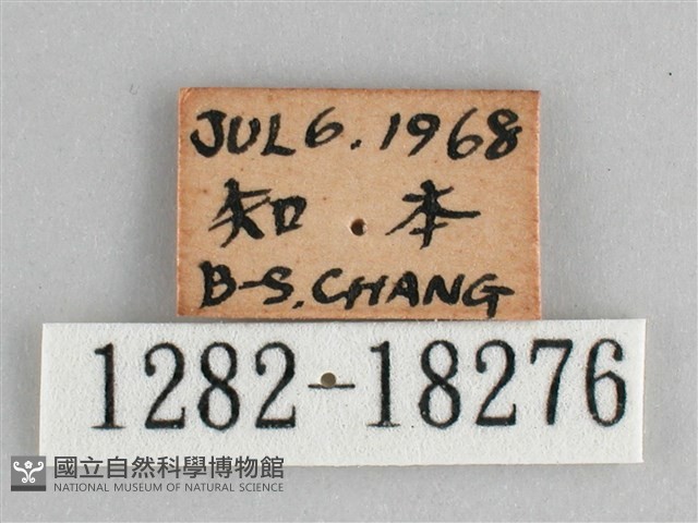 細帶環蛺蝶藏品圖，第3張