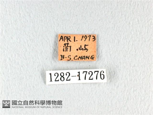 翠鳳蝶蘭嶼亞種藏品圖，第3張