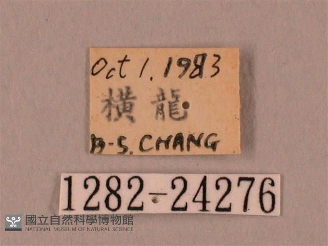 裂斑鷹翅天蛾藏品圖，第3張