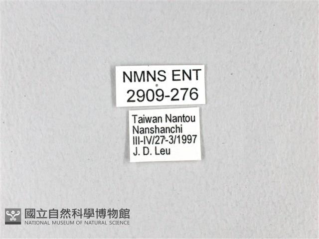 黃星斑鳳蝶藏品圖，第3張