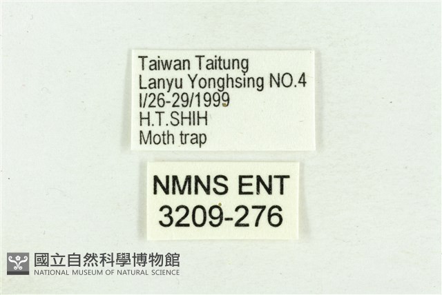 弧角散紋夜蛾藏品圖，第3張