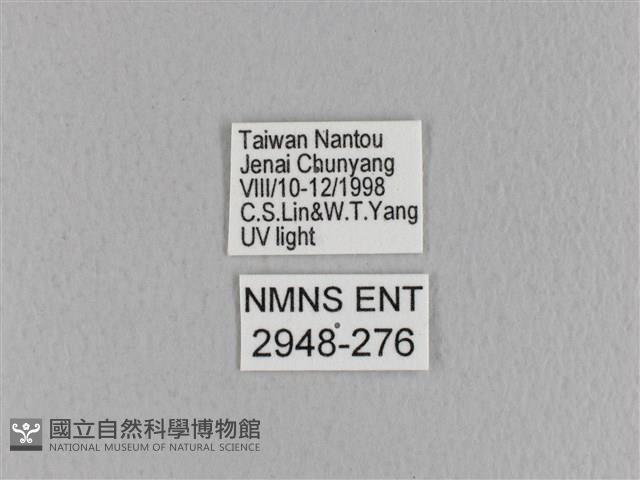 埔里雙線枯葉蛾藏品圖，第3張