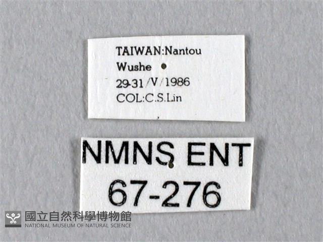 臺灣長尾水青蛾藏品圖，第3張