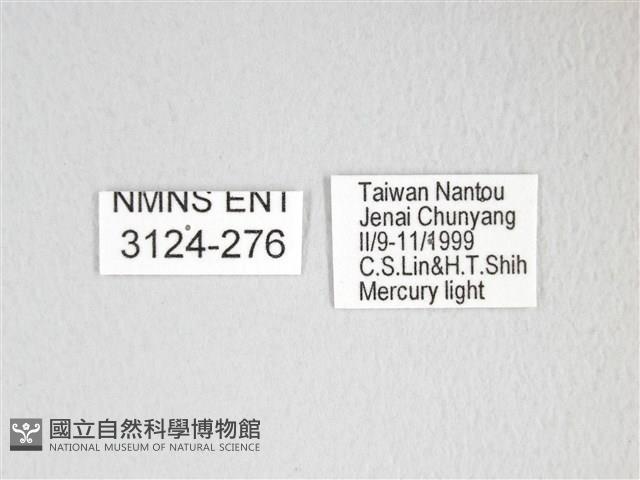 圓翅大鉤蛾藏品圖，第3張