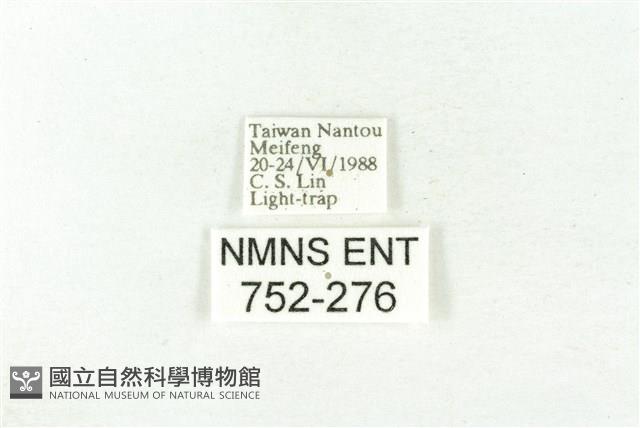 樹形尺蛾藏品圖，第3張