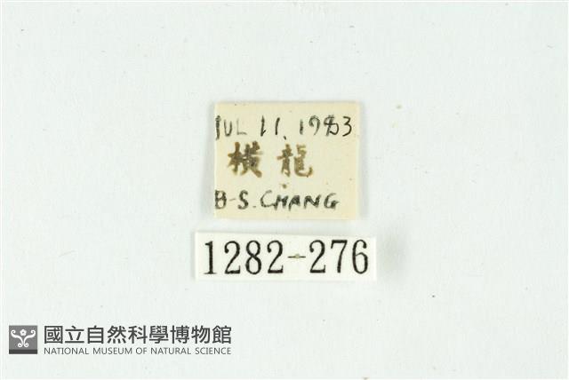 白斑散紋夜蛾藏品圖，第3張