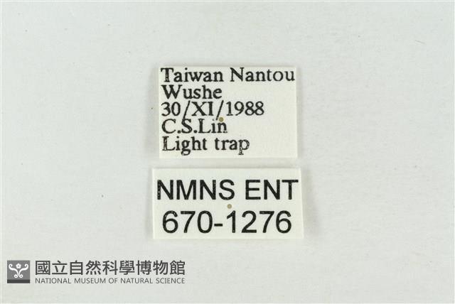 印華波紋蛾藏品圖，第3張