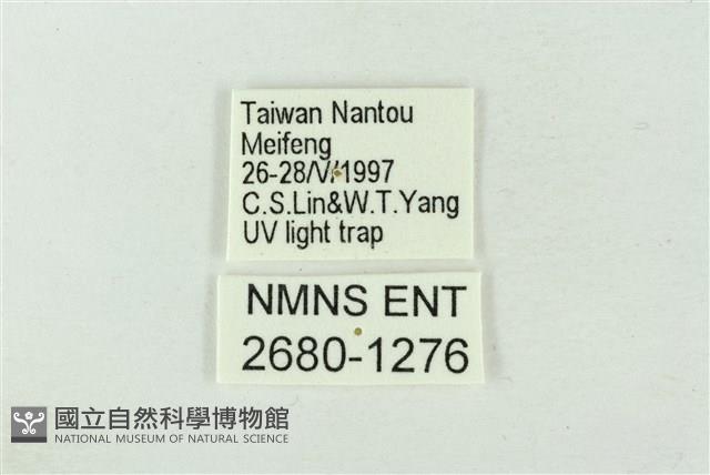 粉太波紋蛾藏品圖，第3張