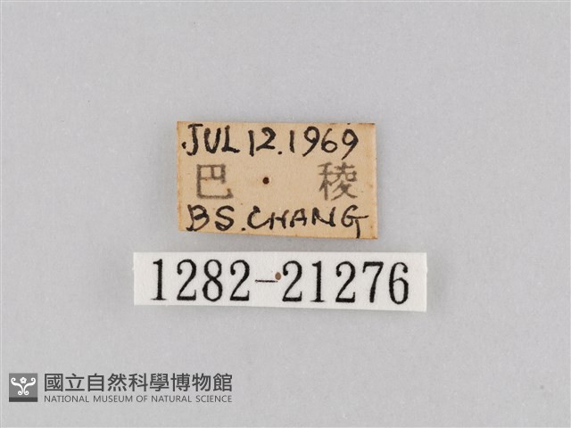 大波眼蝶藏品圖，第3張