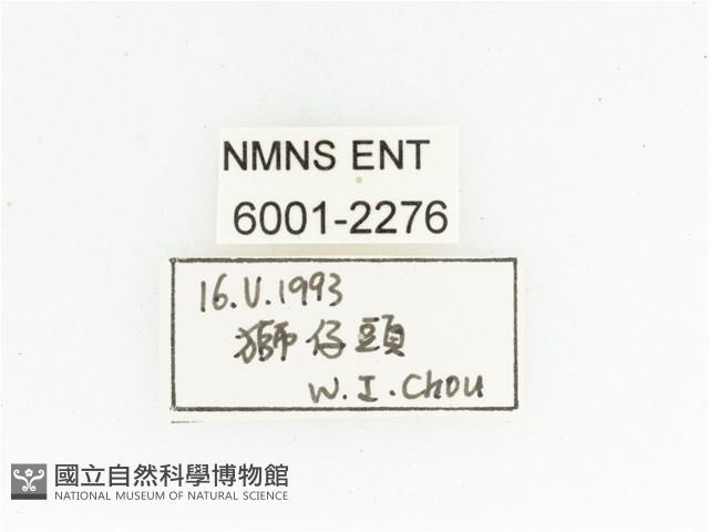 姬白條金龜藏品圖，第2張