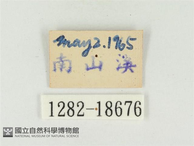 大娜波灰蝶藏品圖，第3張