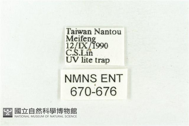 樹形尺蛾藏品圖，第3張