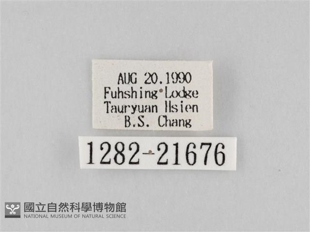 長斑擬燈蛾藏品圖，第3張