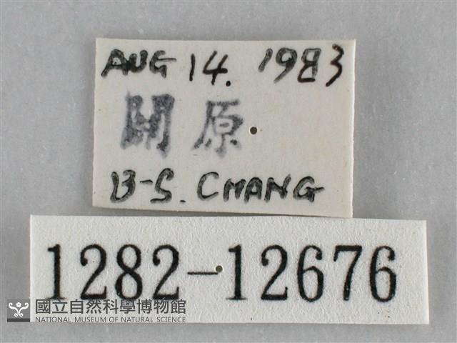 雙峰霜尺蛾藏品圖，第3張